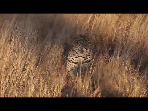 Djuma: Leopard-Hosana male moves in to tall grass - 14:20 - 06/05/19