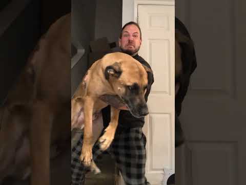 3/3 pet holdup. gods he's heavy #pets #funny