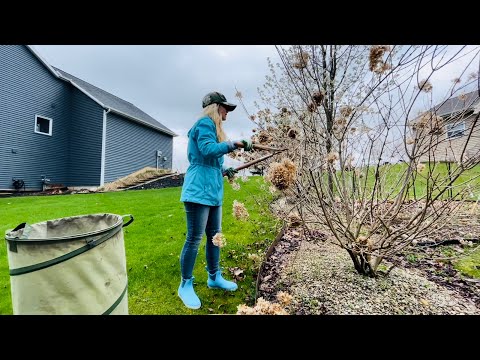 Spring Pruning Overgrown Limelight Hydrangeas On the Side Of My Yard | Unboxing My New Garden Boots!