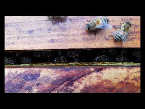 chants de reines d'abeilles