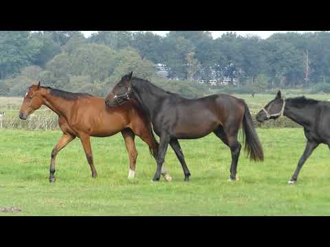 Everdale, Delorean, First Ampere und De Niro