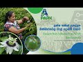 Passion Fruit Cultivation At Bandarawela ASMP A Park