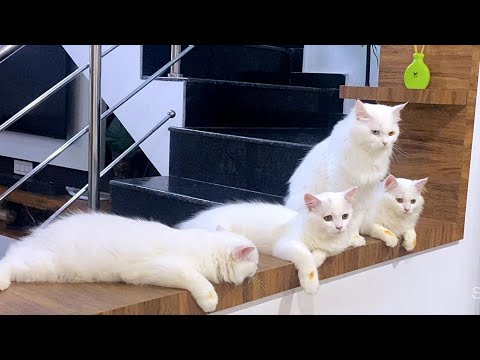 Ivangaluku🙄punishment is not enough❓