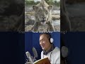 Mufasa The Lion King In Japanese