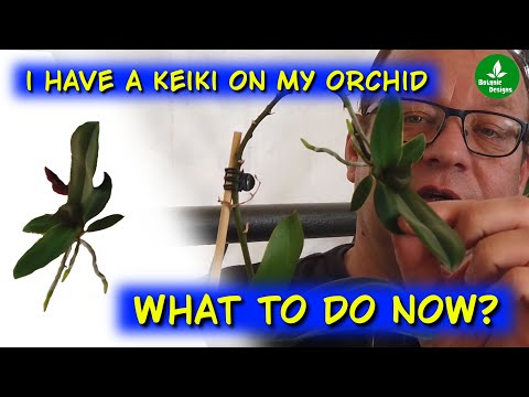Orchid keiki removing and potting