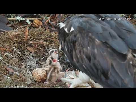 Osprey chicks  ...  breakfish feeding time      08 42   Video 2020 04 20 090625