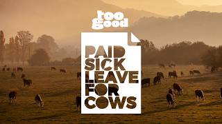 Too Good: Paid Sick Leave For Cows