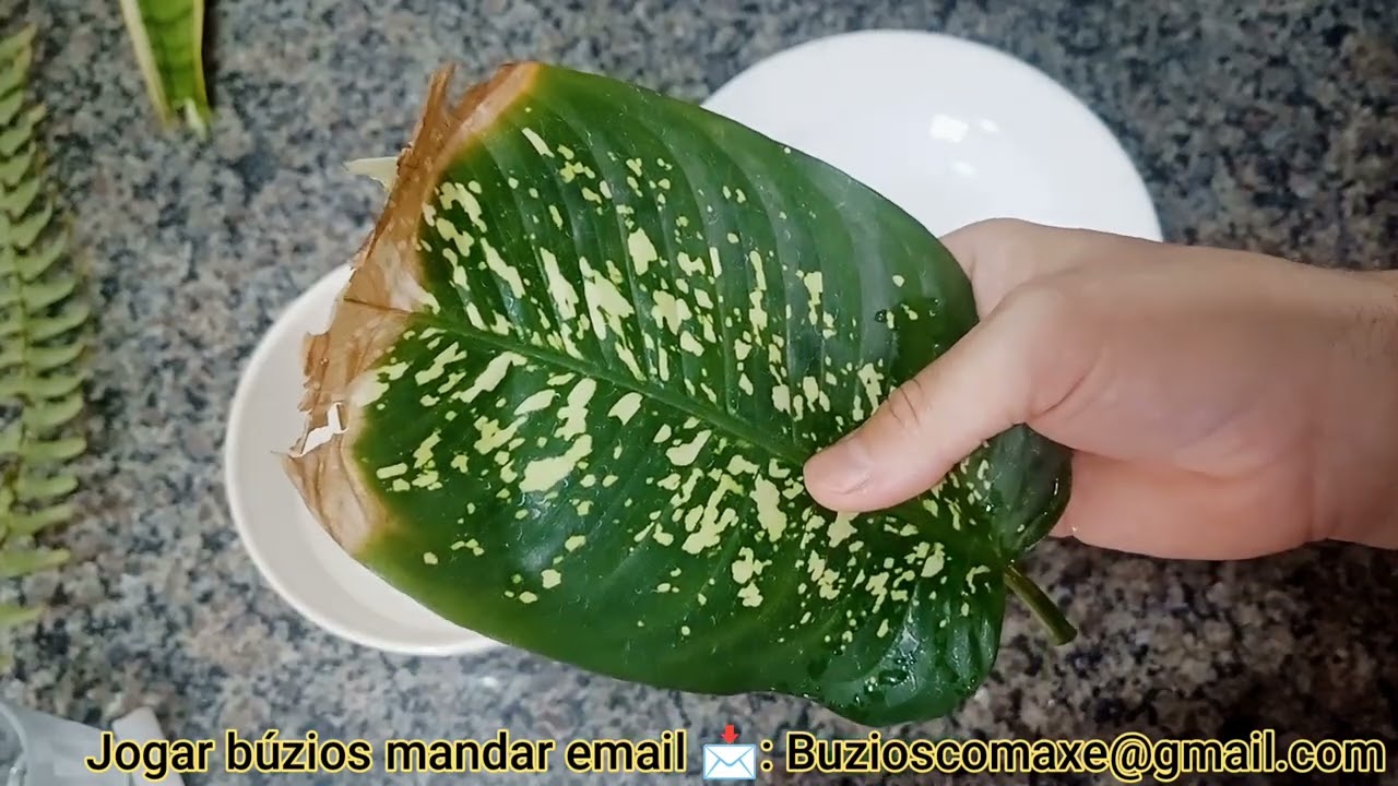 MAGIA E FEITIÇO COM FOLHA COMIGO NINGUEM PODE