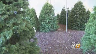Experts Offer Tips For Those Buying &#39;Real&#39; Christmas Trees
