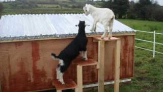 Modest Mouse - Every Penny Fed Card (Live 1995 Part 7)