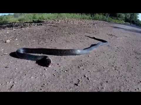 Large Blue Indigo Snake Consumes a Rat Snake