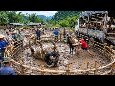 Buy 1000+ Giant Goats, Trucks to Market -- شراء أكثر من ١٠٠٠ ماعز عملاق وشحنها بالشاحنات للسوق