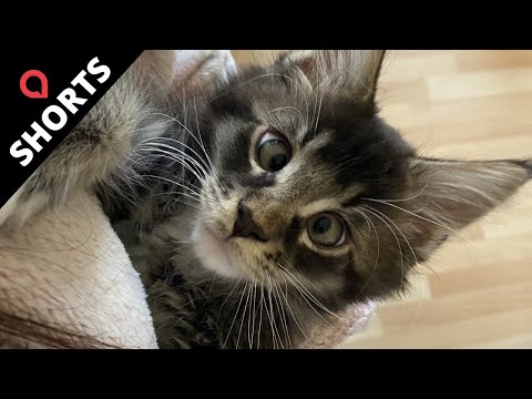Pet cat gives birth to adorable CROSS-EYED kitten | SWNS