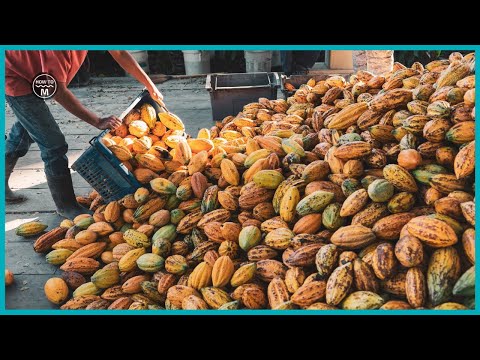 Cocoa Fruit Harvesting and Cocoa Bean Processing | Cocoa Bean Fermentation Process to Make Chocolate
