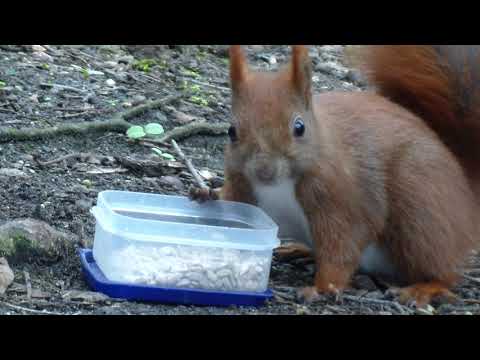 Lena & Enkelchen, dazu Jan  - die Hamburger Hafenhörnchen