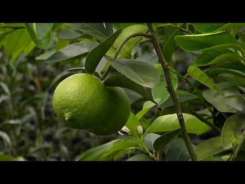 VIVERO DE CITRICOS   CICOLSA SAS   CAP 2 TEBAIDA   QUINDÍO