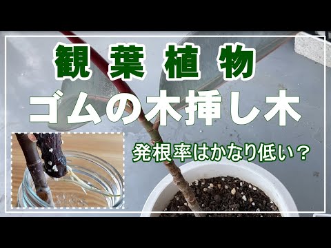 園芸 乾燥した木の挿し木による低木の繁殖