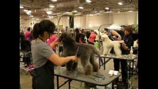 Poodle Grooming Competition (Intergroom Trade Show 2013)