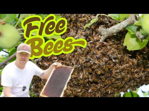 Swarm Traps 101: How, When & Why to Catch Free Honey Bees