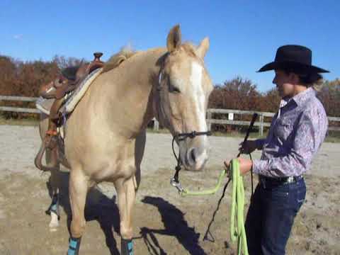 KT's Training Tips - Yielding Hindquarters and Forequarters