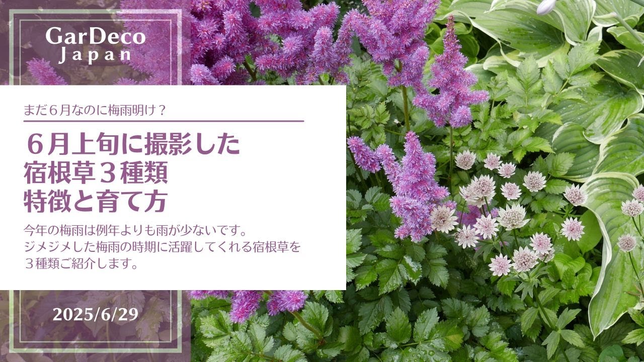 【６月なのに…もう梅雨明け？】６月上旬に撮影した宿根草３種類【日陰＆ジメジメOK】