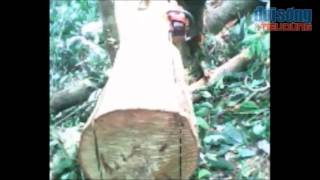 preview picture of video 'Tàn sát rừng quốc gia Vũ Quang - Báo Đời sống & Tiêu dùng'