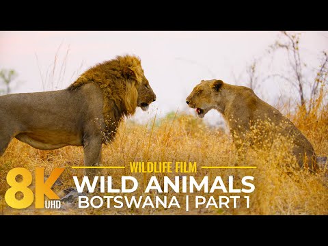 8K Amazing Wildlife of Botswana - Savuti, Linyati & Riverfront of Chobe National Park - Part 1