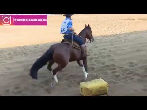 Freio de Ouro 2016 4ª Colocada - Guria Bragada 181 da Vendramim