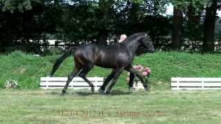 Video koně Undercover