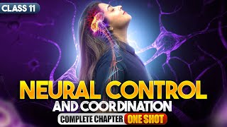 Neural Control and Coordination Class 11 One Shot | NCERT Biology Full Chapter Explanation