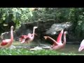 Flamingos Flapping Wings And White Flamingo Zoo