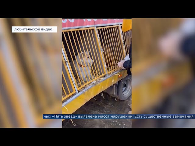 Фактов жестокого обращения с животными не зафиксировали