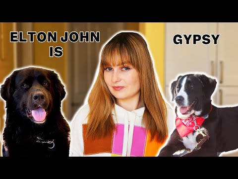 Why I Think My New Guide Dog Is The Reincarnation Of My First Guide Dog!