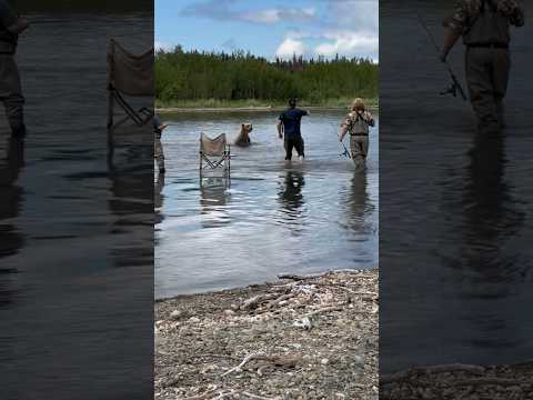 Bear vs Fishermen