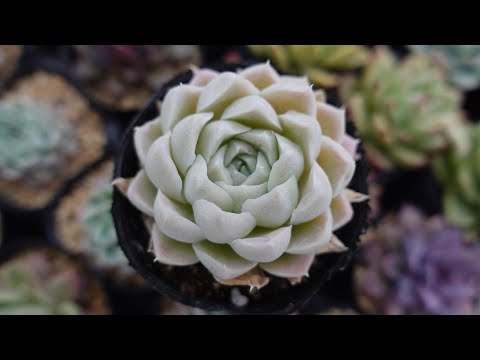 ベリス、美しい 植物