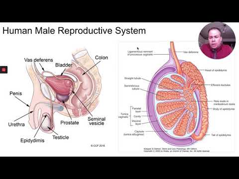 AP Bio Prep   Male and Female Reproductive Systems