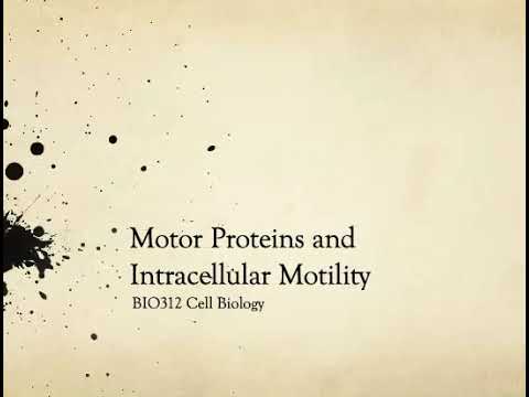 BIO312 Motor Proteins (#1of2)