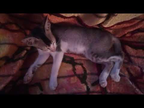 Crazy  Cat is dozing