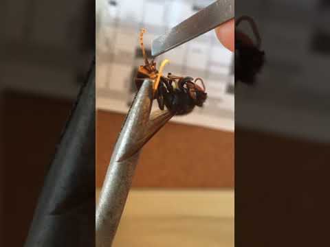 Pulling the stinger out of a hornet(vespa velutina)