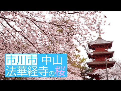 【市川市】桜の名所 中山法華経寺 2022年ver.