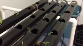 Homemade NFT hydroponic system--first try!