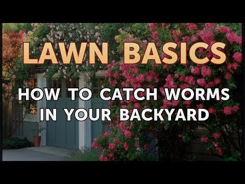 How to Catch Worms in Your Backyard