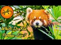 Where Do Red Pandas Live?