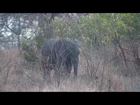 Djuma: Elephants feeding in treeline - 16:43 - 09/28/21