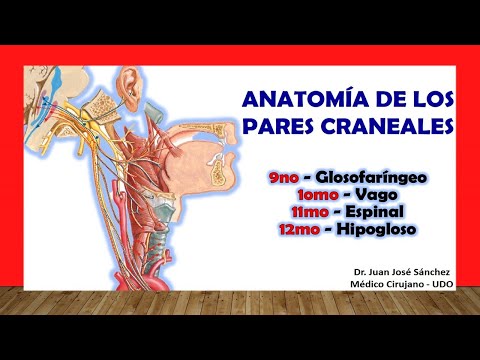 🥇 CRANIAL PAIRS. Glossopharyngeal (9), Vagus (10), Spinal (11) and Hypoglossal (12)