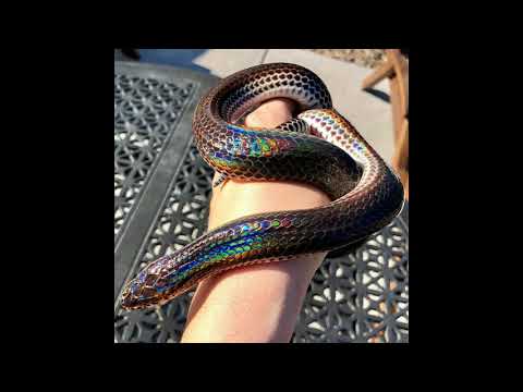 [FREE] Lil Baby x Pyrex Whippa x Gunna Type Beat - prodbynutro