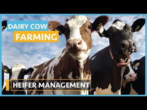Dairy Cow Farming Lesson 1 Introduction to Dairy Farming Course