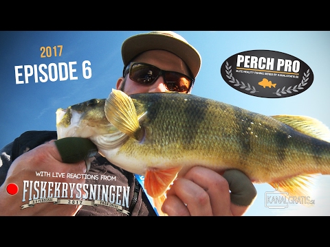 Perch Pro 2017 - Episode 6 (with Live Reactions from the Sportfishing Cruise) - Kanalgratis.se