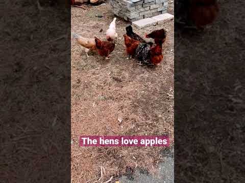 , title : 'Apples for the fluffy butts | rhode island reds | olive eggers | welsummers | speckled sussex hens'