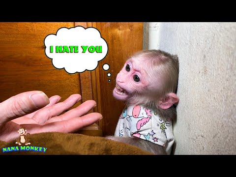 Monkey NANA is angry with her father because she can't go out
